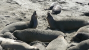 PICTURES/Elephant Seals on Cambria Beach/t_P1050314.JPG